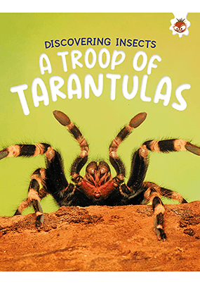 Discovering Insects - A Troop of Tarantulas